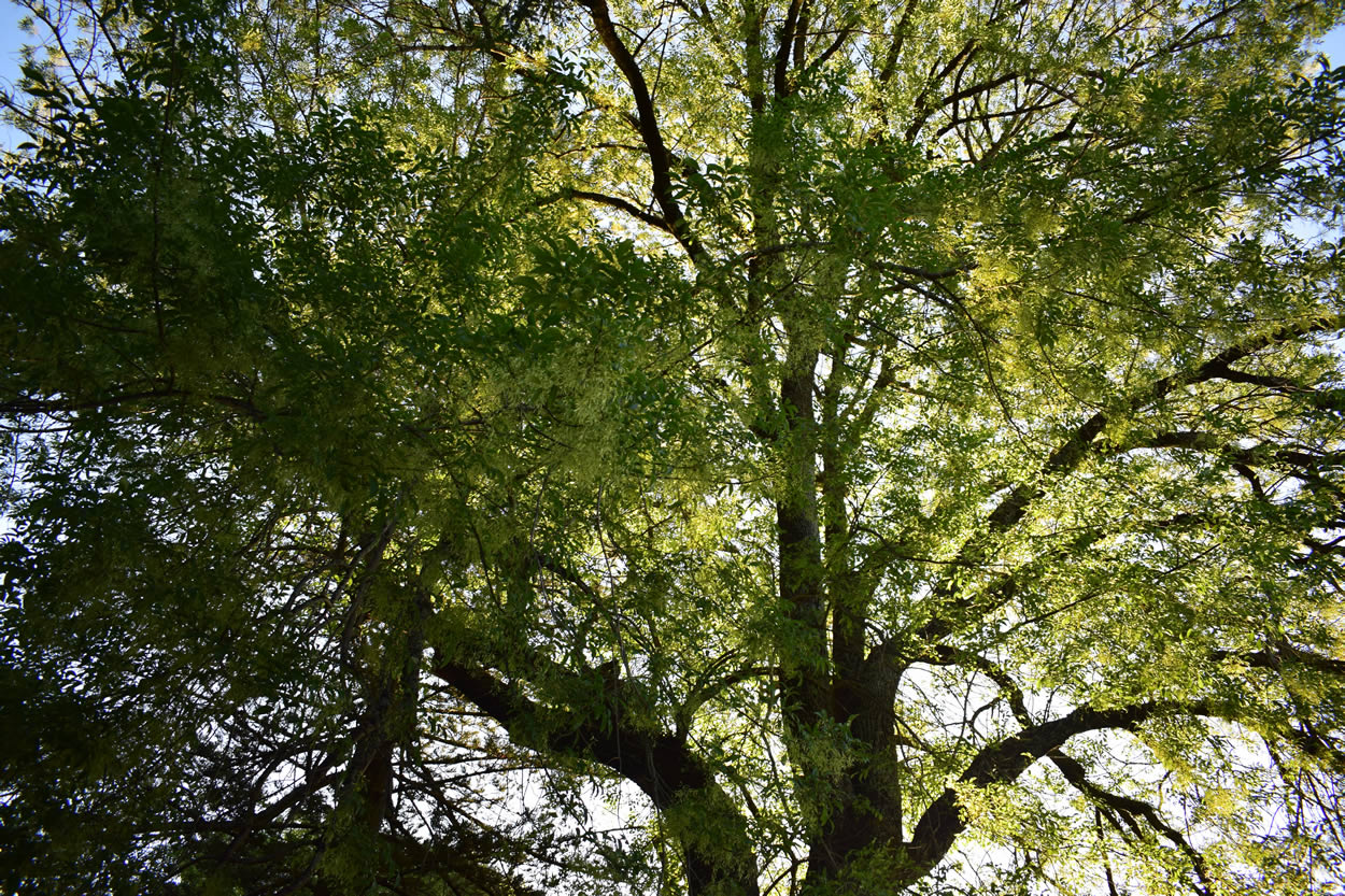 árboles urbanos