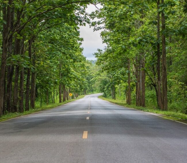 Árboles en autopistas